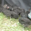 black jersey giant chickens for sale 1