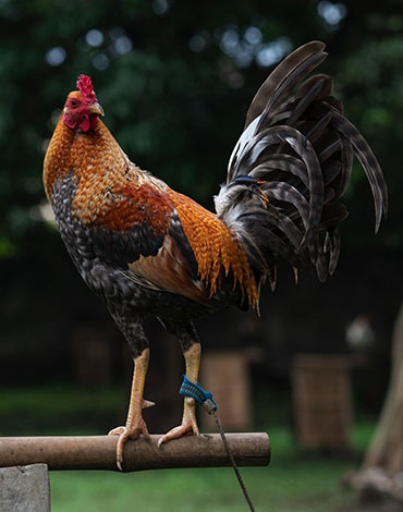Dom gamefowl stags Dom gamefowl stags