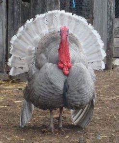 blue slate turkeys for sale