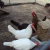 brown leghorn chickens for sale