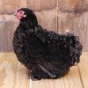 black frizzle cochin chickens for sale 1