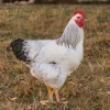 columbian rock chicken for sale 1