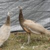cameo peafowl pair for sale