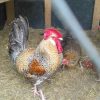 crele penedesenca chicken for sale