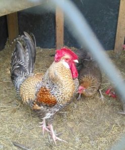 crele penedesenca chicken for sale