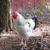 columbian rock chicken for sale