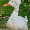 white crested duck for sale 2