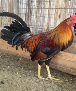 sweater gamefowl for sale