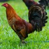 red quill gamefowl 1