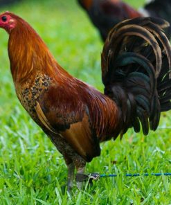 red quill gamefowl 1