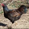 dark cornish hens for sale