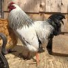 columbian wyandotte chickens for sale 1