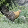 golden campine chickens for sale
