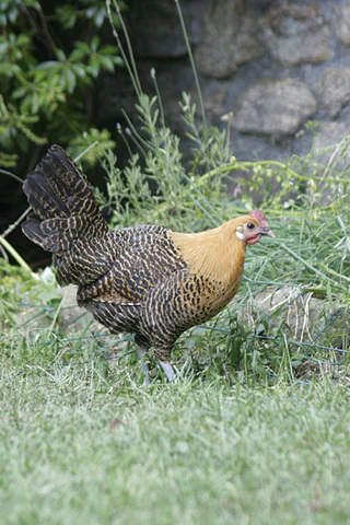 golden-campine-mpc_480x480 golden campine chickens for sale