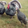 standard bronze turkey for sale 1