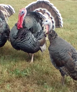standard bronze turkey for sale 1