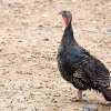 standard bronze turkey for sale