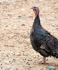 standard bronze turkey for sale