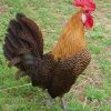 Golden Campine Chickens