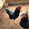 dark cornish chickens for sale 1