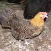 Golden Campine Chickens 1