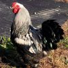 giant brahma chicken for sale