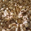rhode island red hatching eggs for sale 3