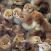 rhode island red hatching eggs for sale 2