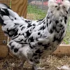 ermine ameraucana chickens 1