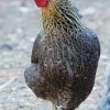 crele penedesenca chicken for sale