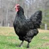 black langshan chickens for sale