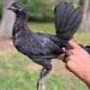mcrae gamefowl for sale1