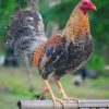 dom gamefowl for sale2