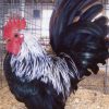 gray japanese bantam chickens 1