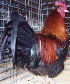 red dorking chickens for sale