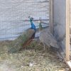 India Blue Peafowl Pair