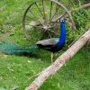 India Blue Peafowl Pair