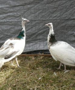 India Blue Silver Pied Peafowl Pair