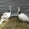 india blue peafowl pair for sale
