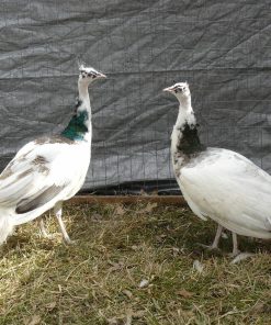 india blue peafowl pair for sale