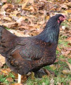 indian game chickens for sale