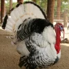 royal palm turkey for sale 1