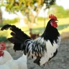 lakenvelder chickens for sale