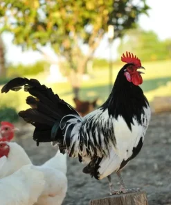 lakenvelder chickens for sale