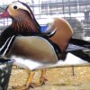 mandarin duck pair for sale