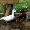 Mandarin Ducks Pair