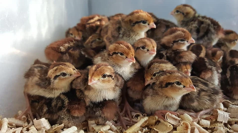 Buy live Northern Bobwhite Quail day-old chicks Buy live Northern Bobwhite Quail day-old chicks