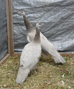opal peafowl pair for sale