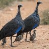 vulturine guinea fowl for sale 3