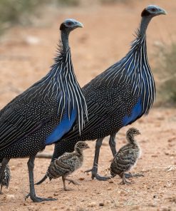 vulturine guinea fowl for sale 3